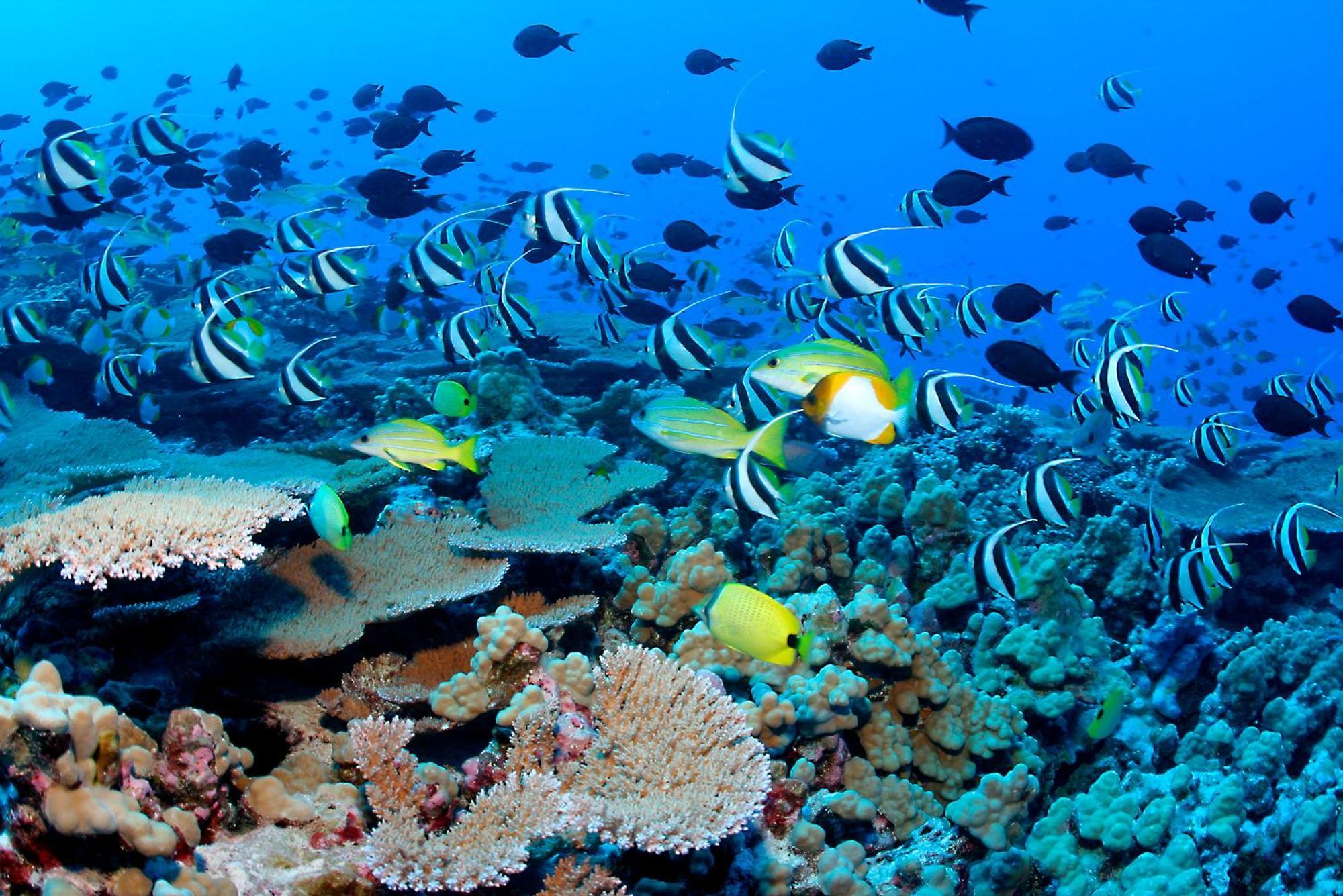 The Barefoot Eco Hotel Hanimaadhoo Island Екстер'єр фото