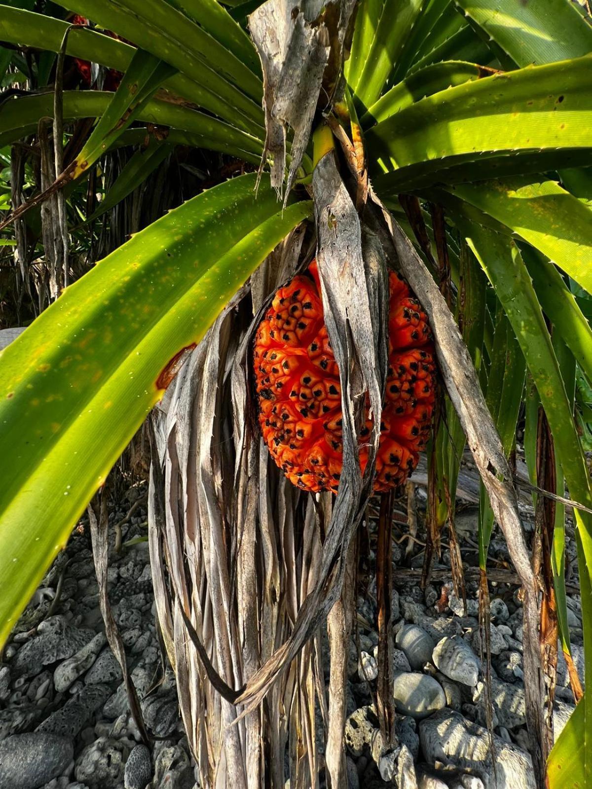 The Barefoot Eco Hotel Hanimaadhoo Island Екстер'єр фото